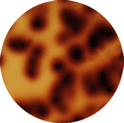 Turtle Print [+د.إ15.00]